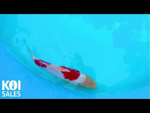 2-STEP KOHAKU